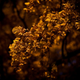 Illustration for article titled Shooting Challenge: Fall Leaves Gallery